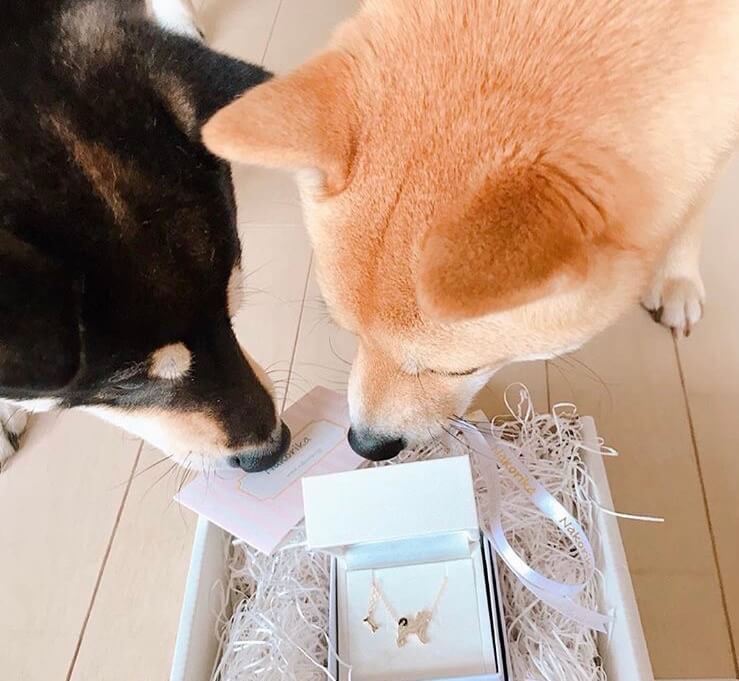 柴犬,アクセサリー,アニマーレ