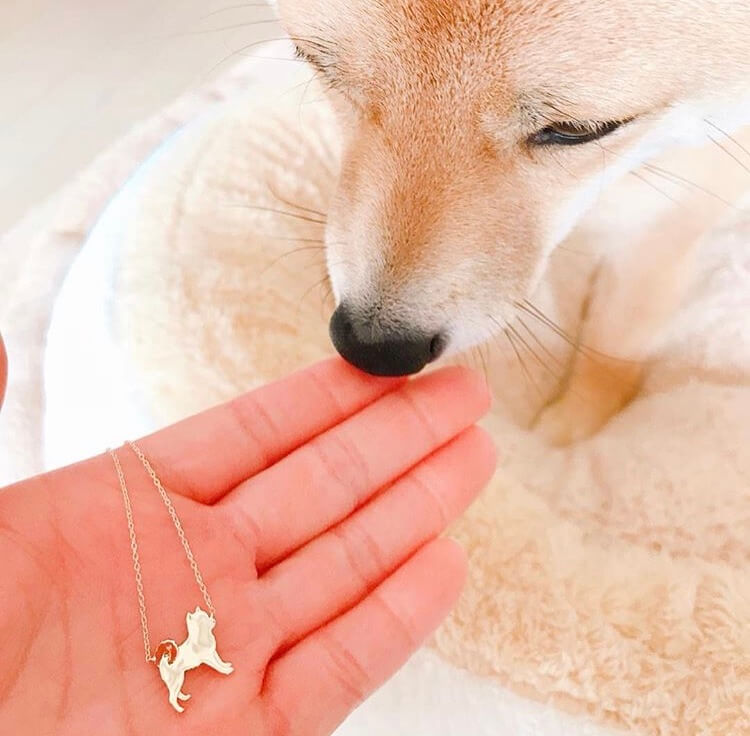 柴犬,アクセサリー,アニマーレ