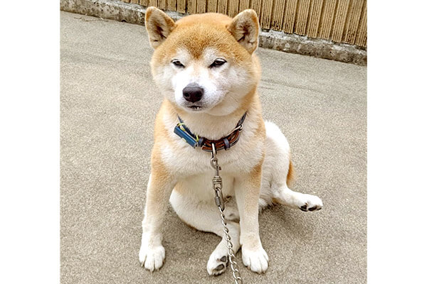 クセつよ系おすわり』を見せる柴犬。絶対変なのになんだか可愛いから