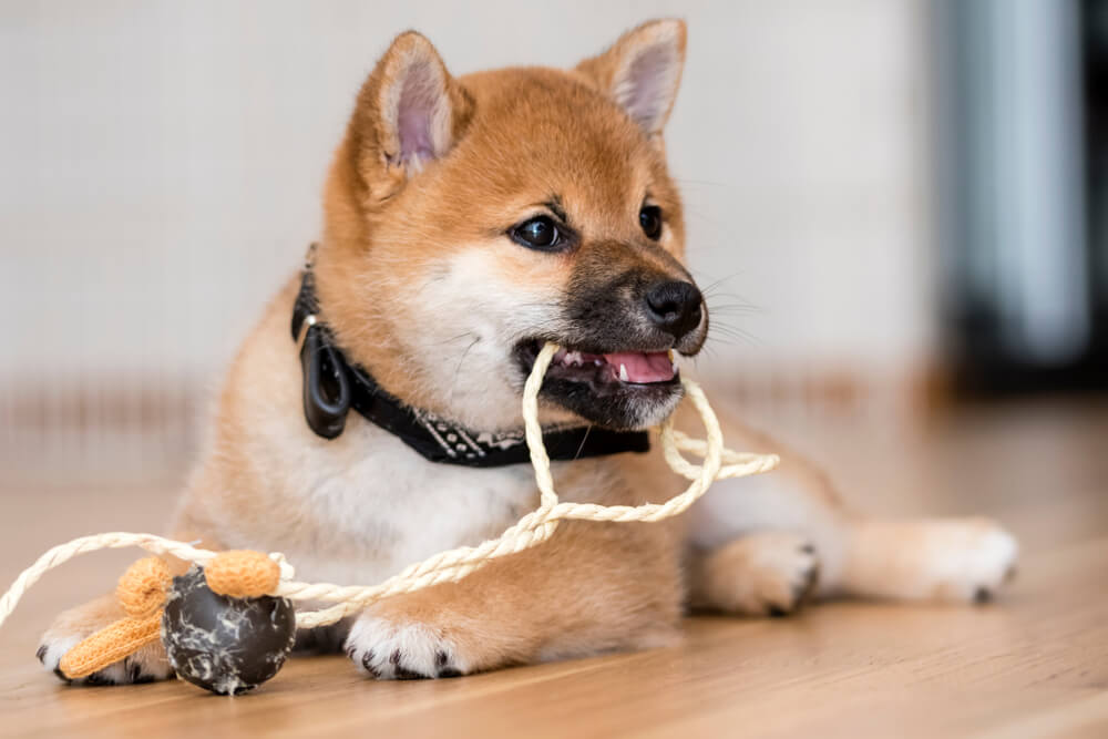 フレンチブルドッグ