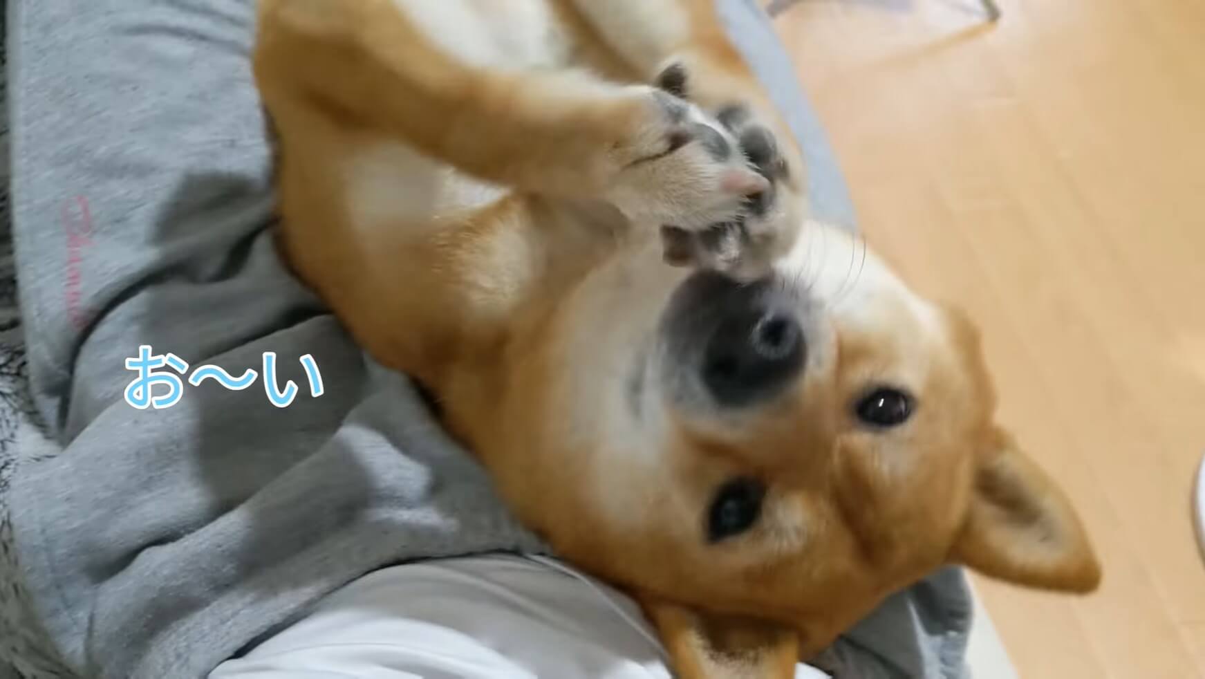 柴犬,YouTube