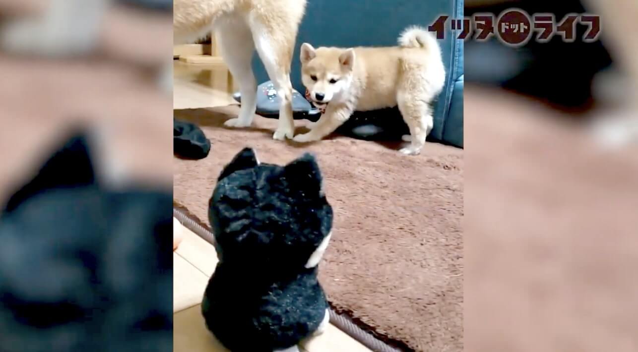 柴犬,動画,イッヌドットライフ