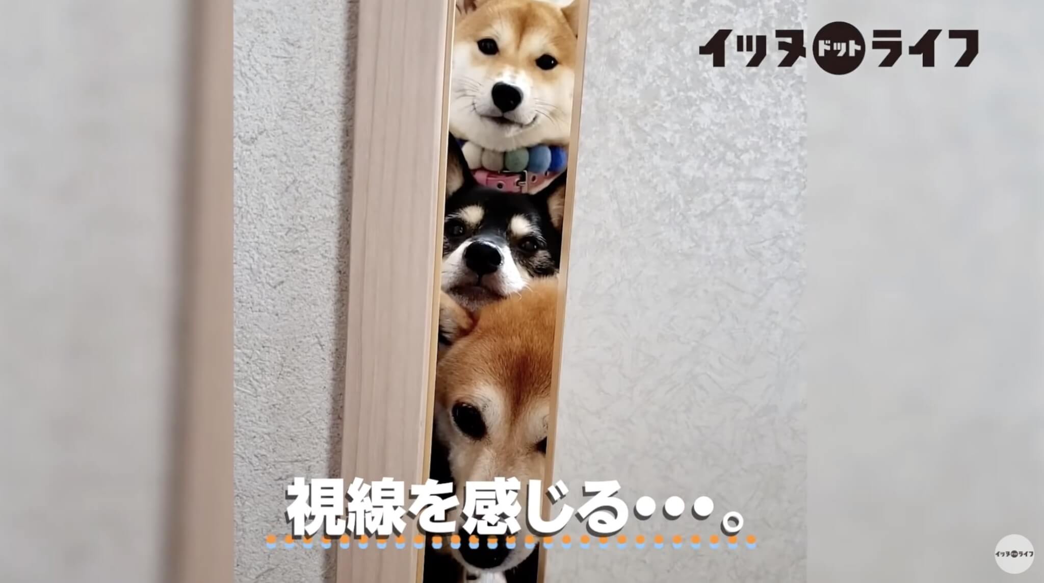 柴犬,動画,イッヌドットライフ