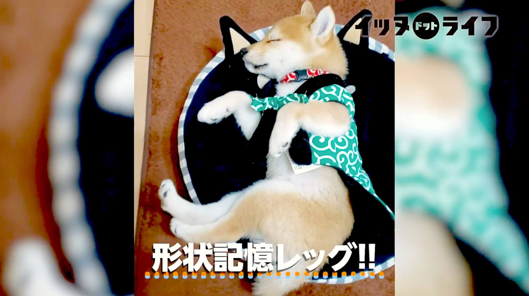 柴犬,動画,イッヌドットライフ