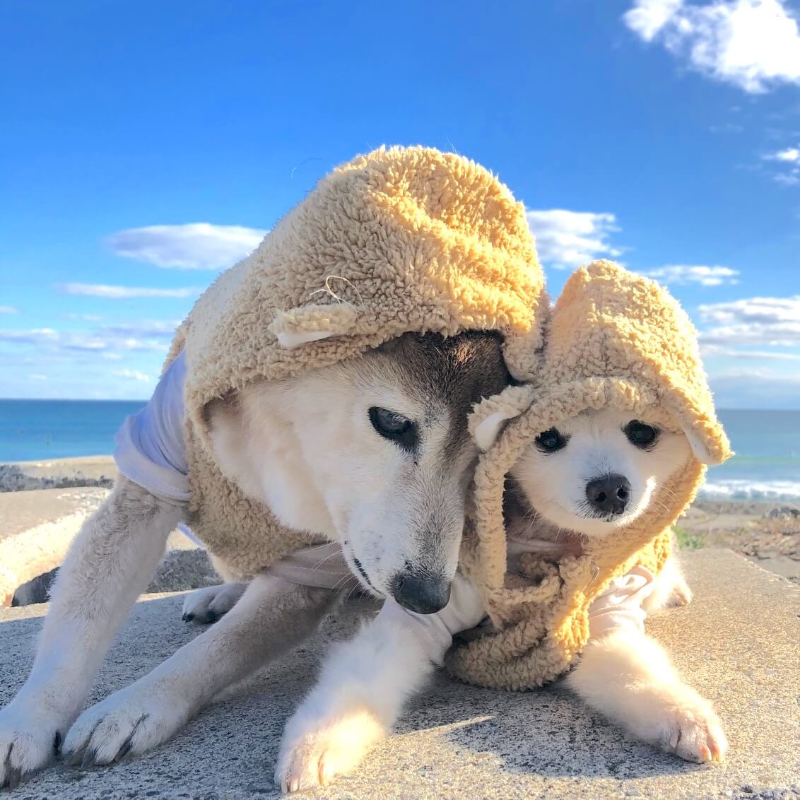 柴犬とポメラニアン