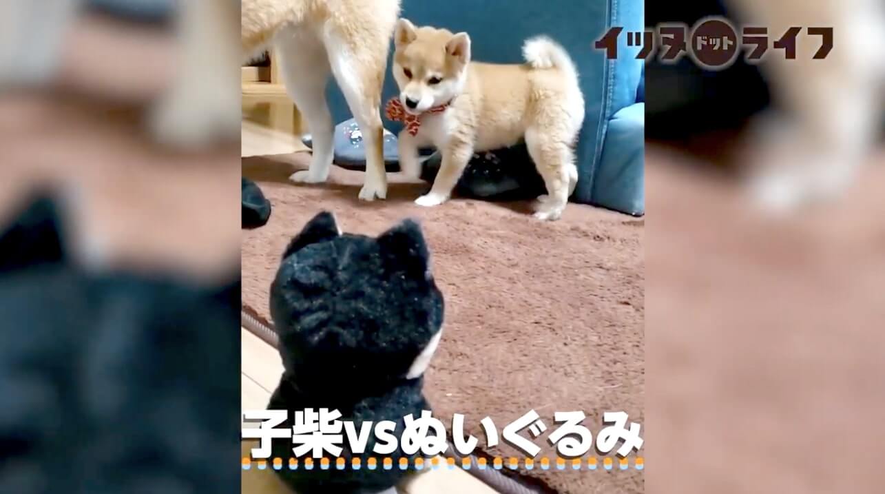 柴犬,動画,イッヌドットライフ