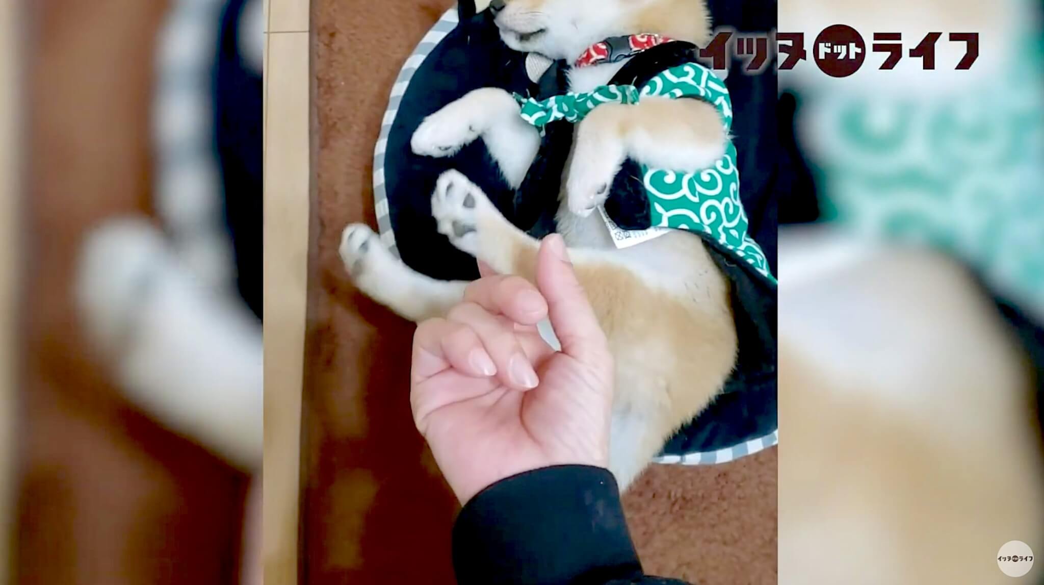 柴犬,動画,イッヌドットライフ