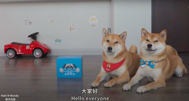 柴犬,Youtube