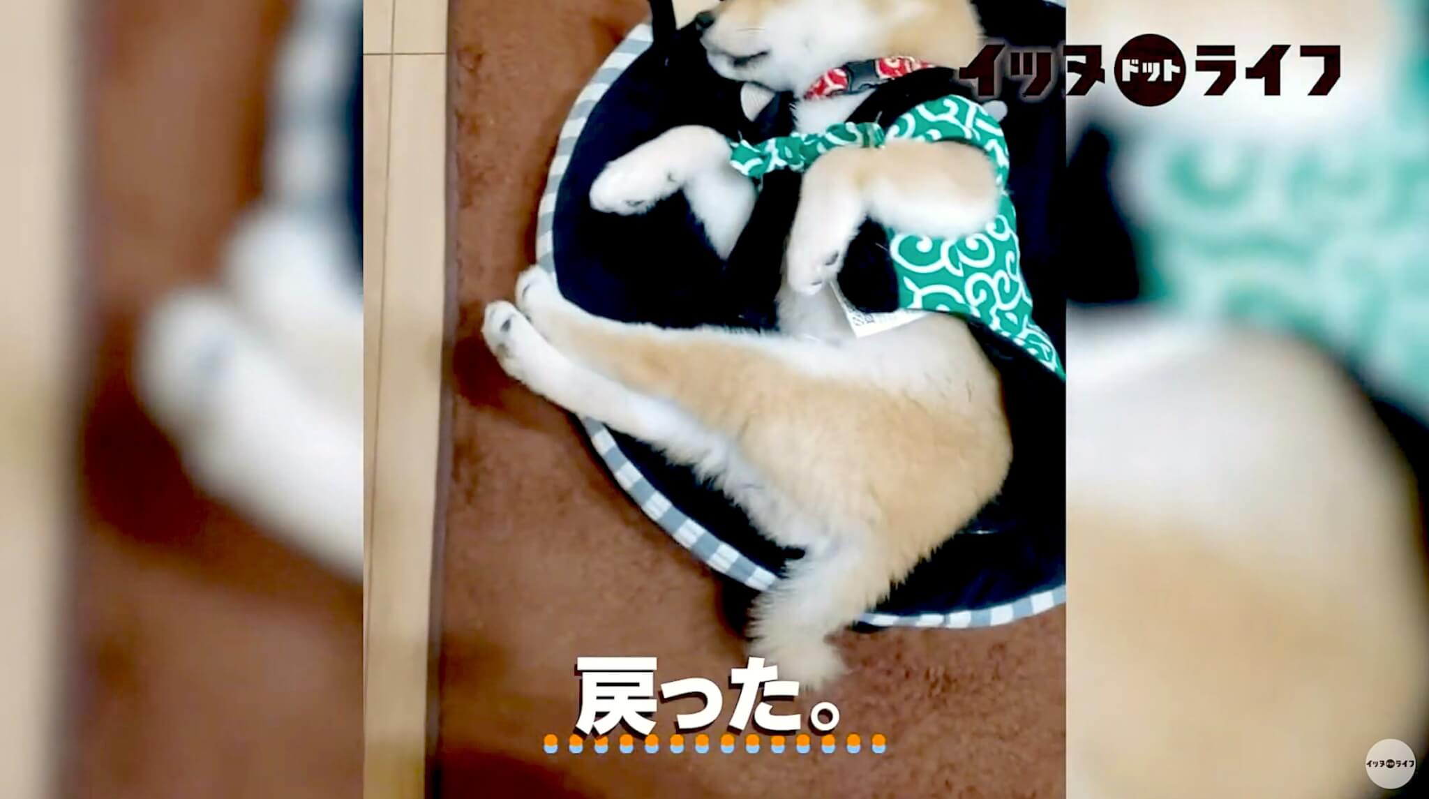 柴犬,動画,イッヌドットライフ