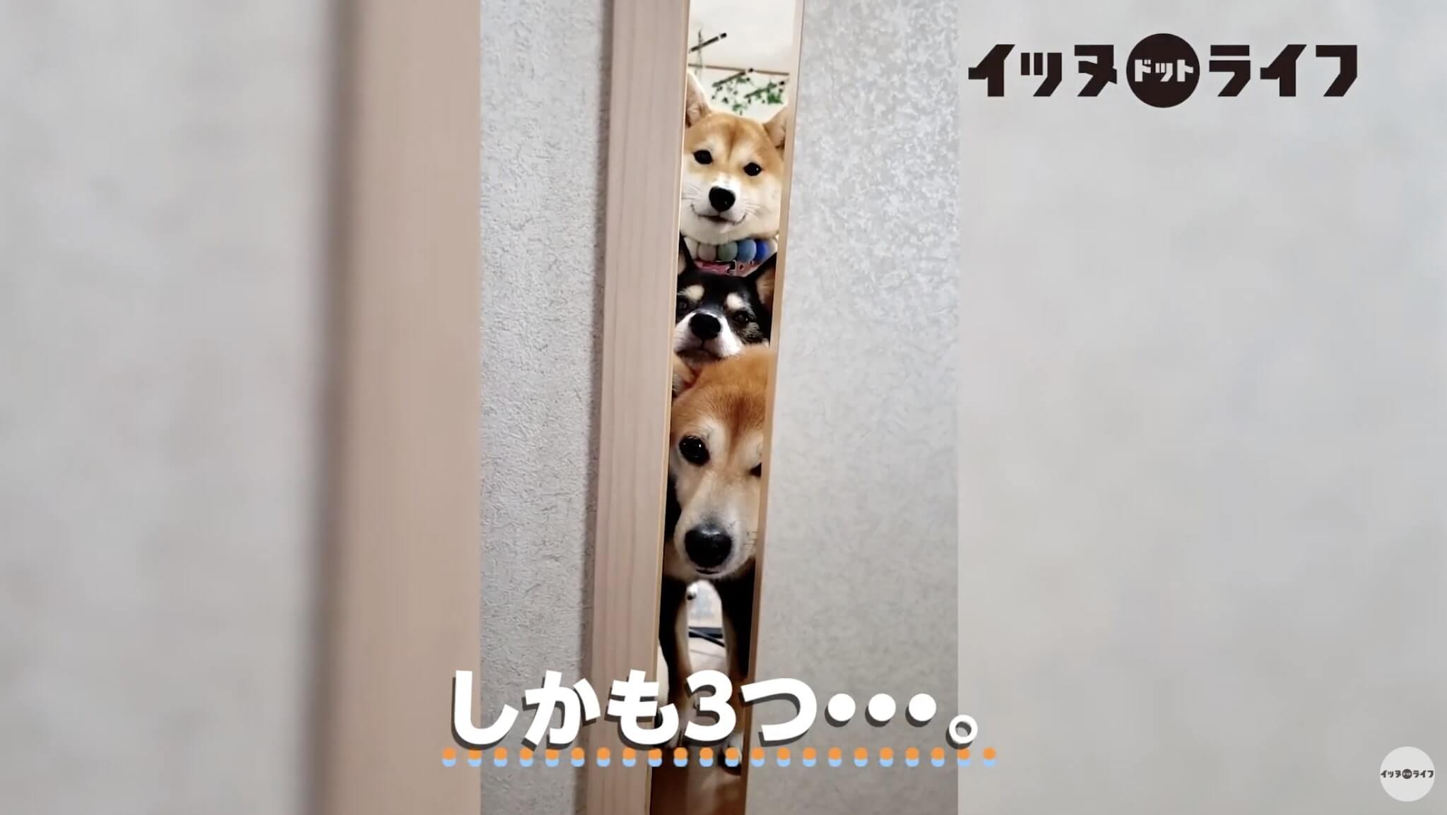 柴犬,動画,イッヌドットライフ