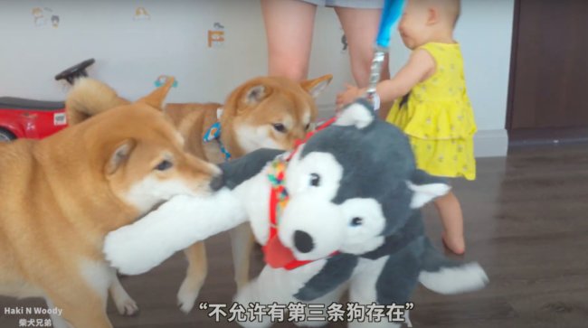 柴犬,Youtube