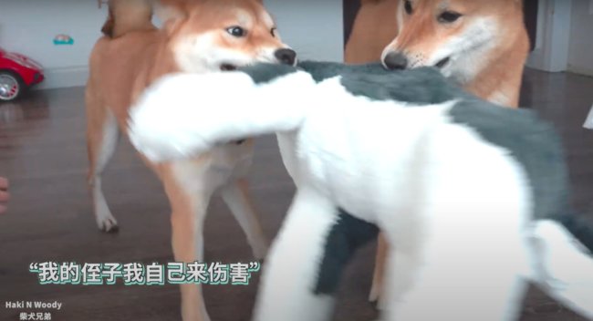 柴犬,Youtube