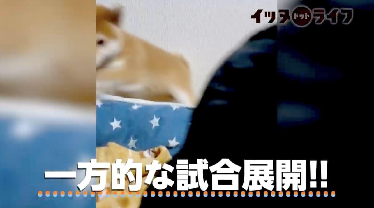 柴犬,動画,イッヌドットライフ