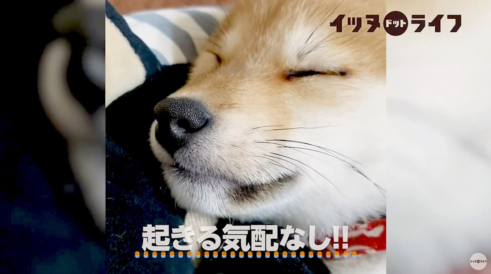 柴犬,動画,イッヌドットライフ