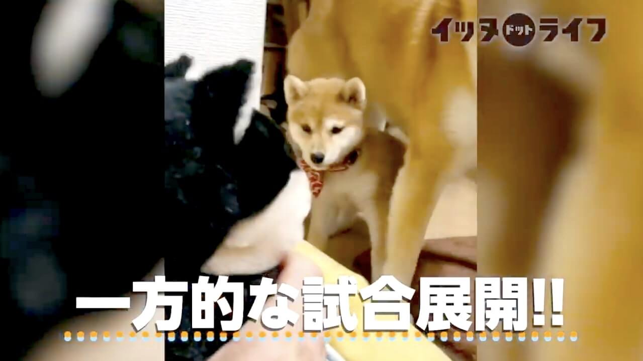 柴犬,動画,イッヌドットライフ