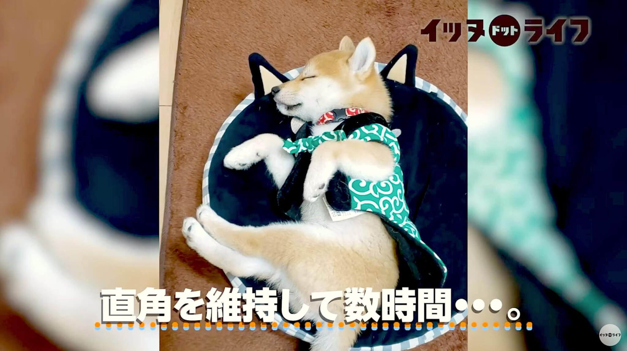 柴犬,動画,イッヌドットライフ
