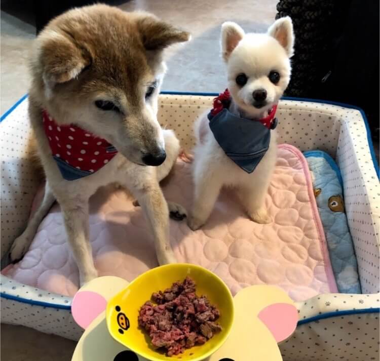 柴犬とポメラニアン