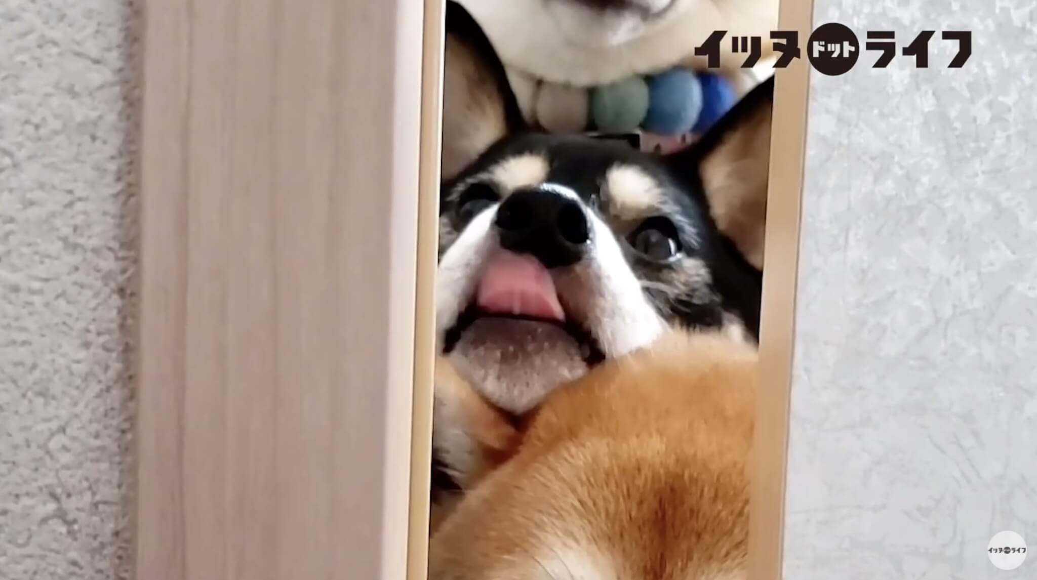 柴犬,動画,イッヌドットライフ