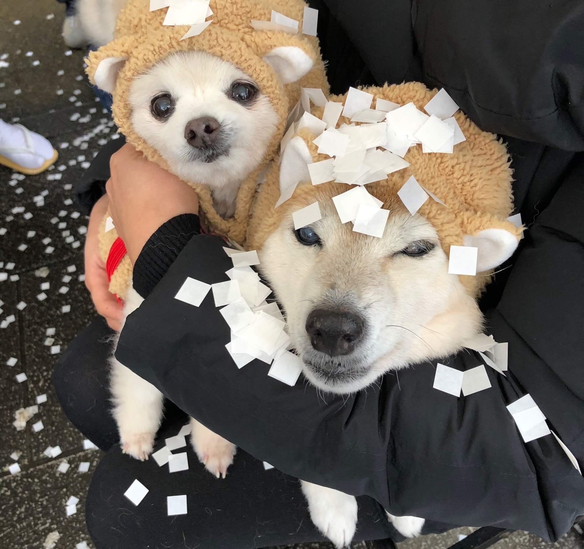 柴犬とポメラニアン