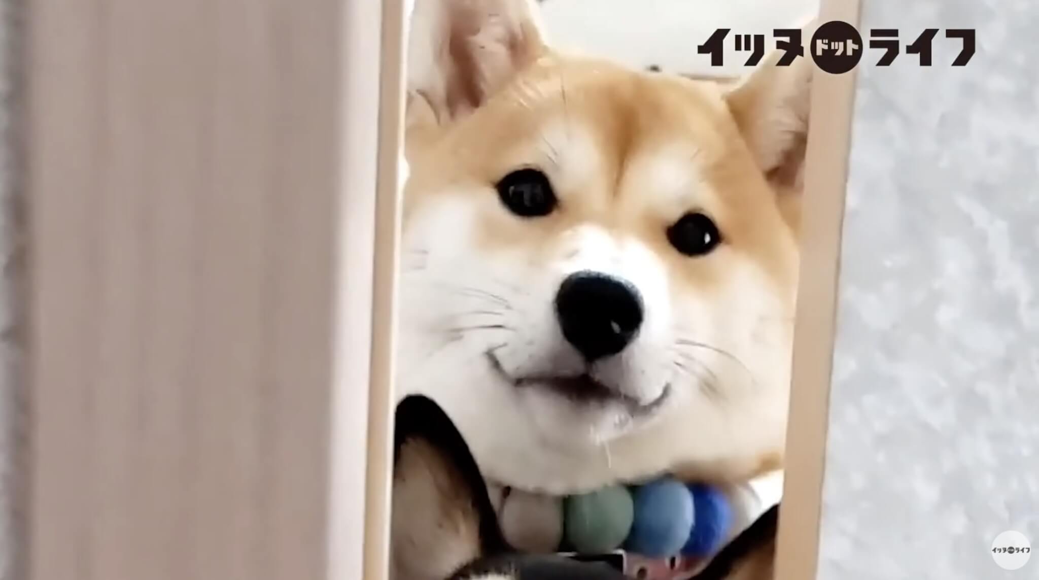 柴犬,動画,イッヌドットライフ