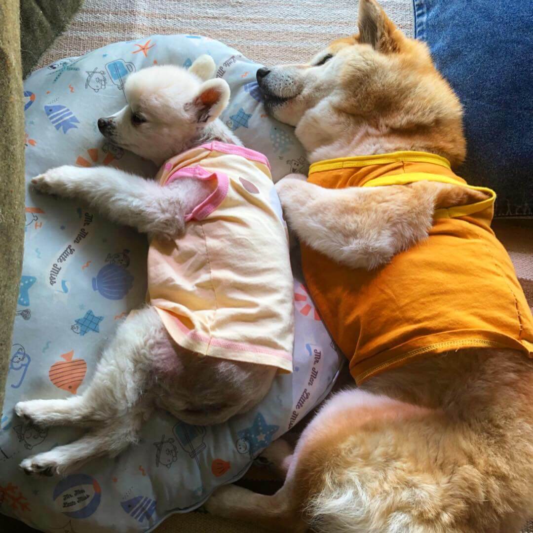 柴犬とポメラニアン