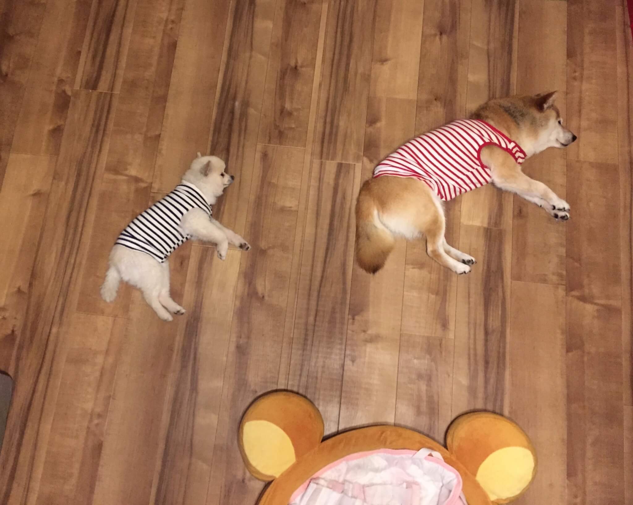 柴犬とポメラニアン