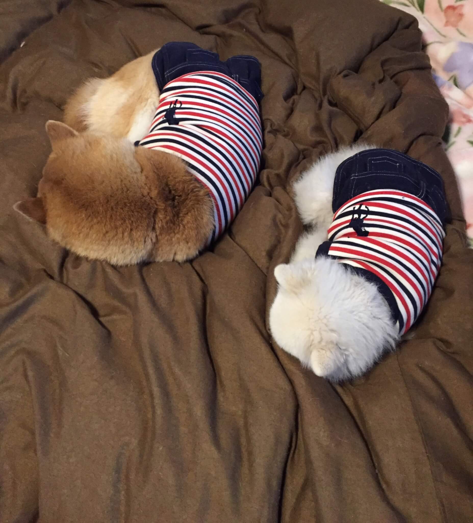 柴犬とポメラニアン