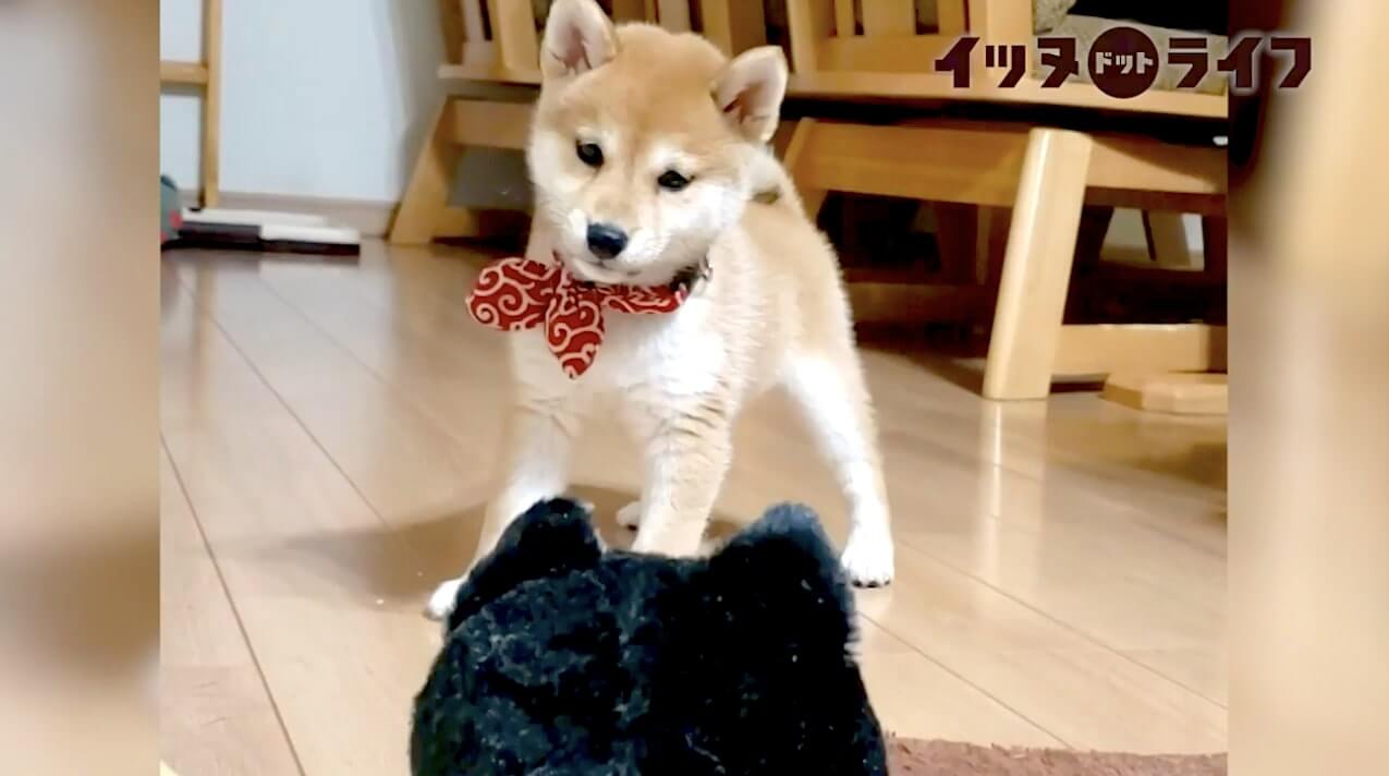 柴犬,動画,イッヌドットライフ