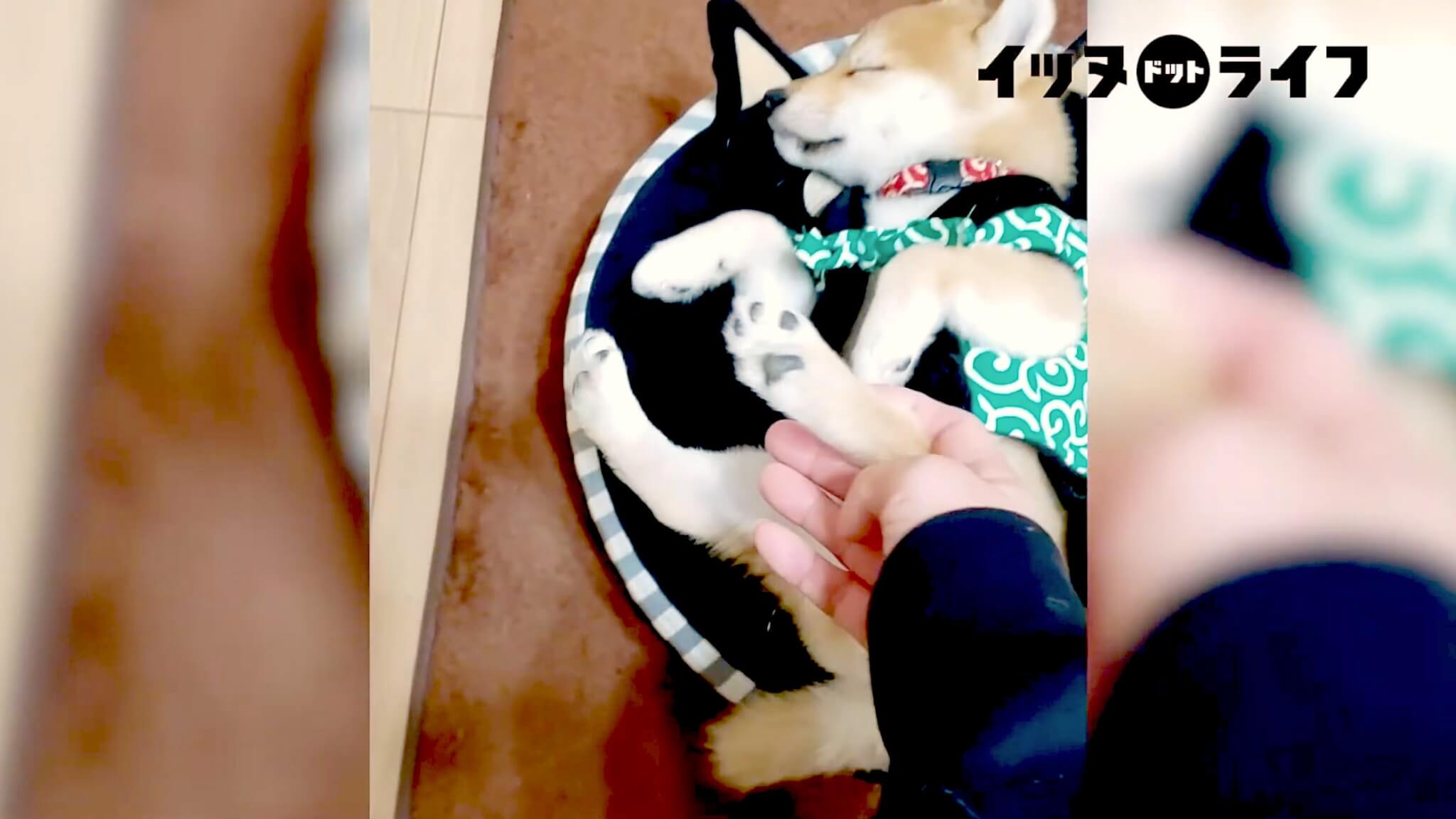 柴犬,動画,イッヌドットライフ