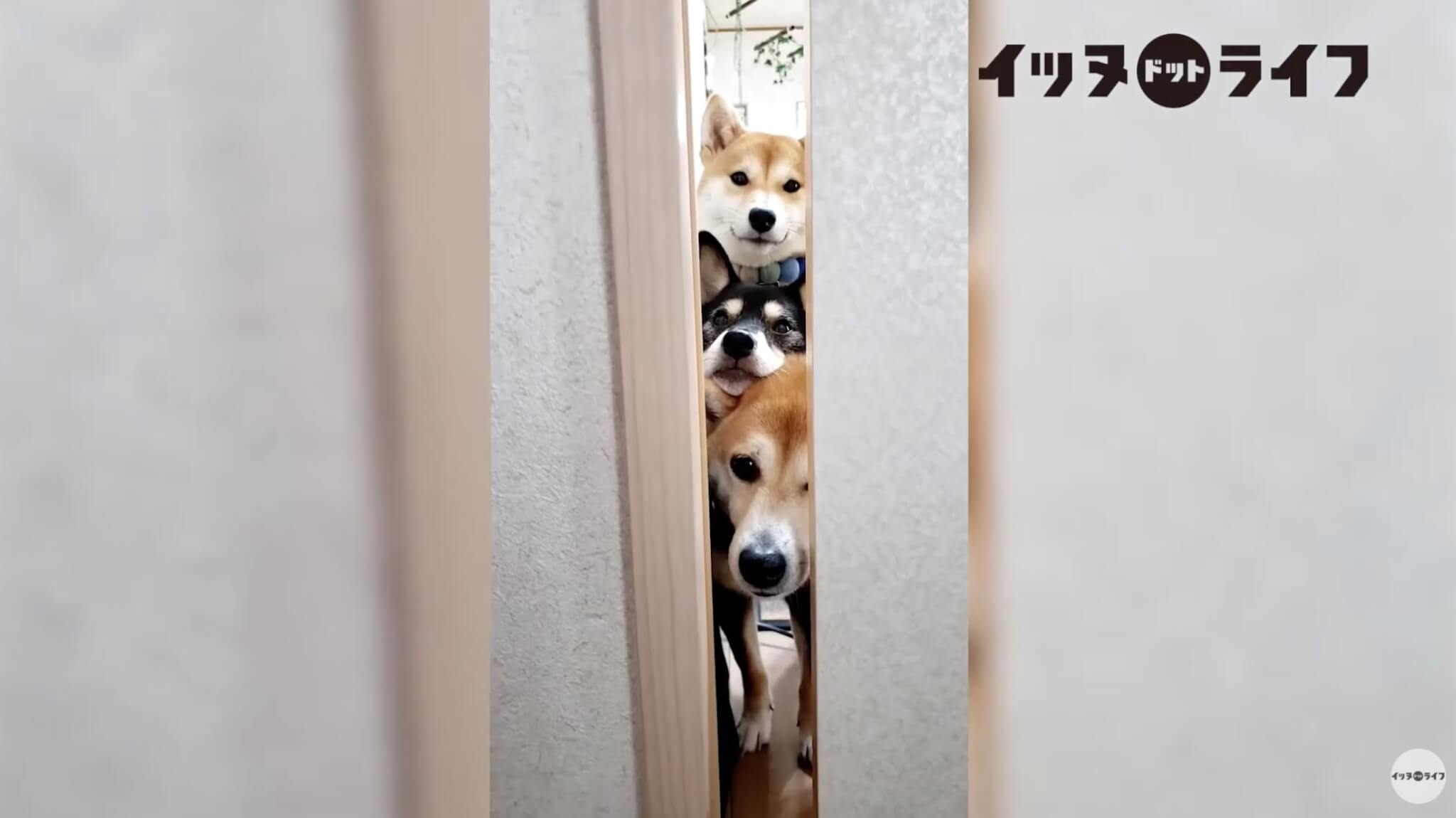 柴犬,動画,イッヌドットライフ