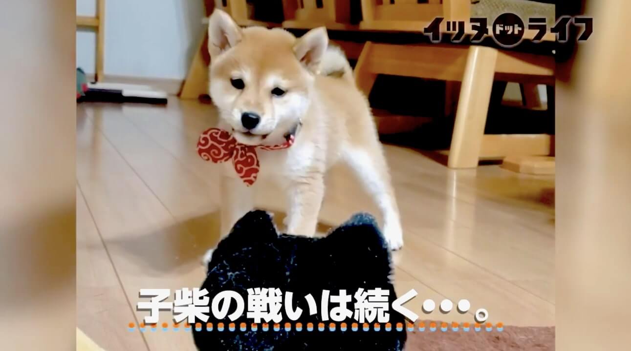 柴犬,動画,イッヌドットライフ