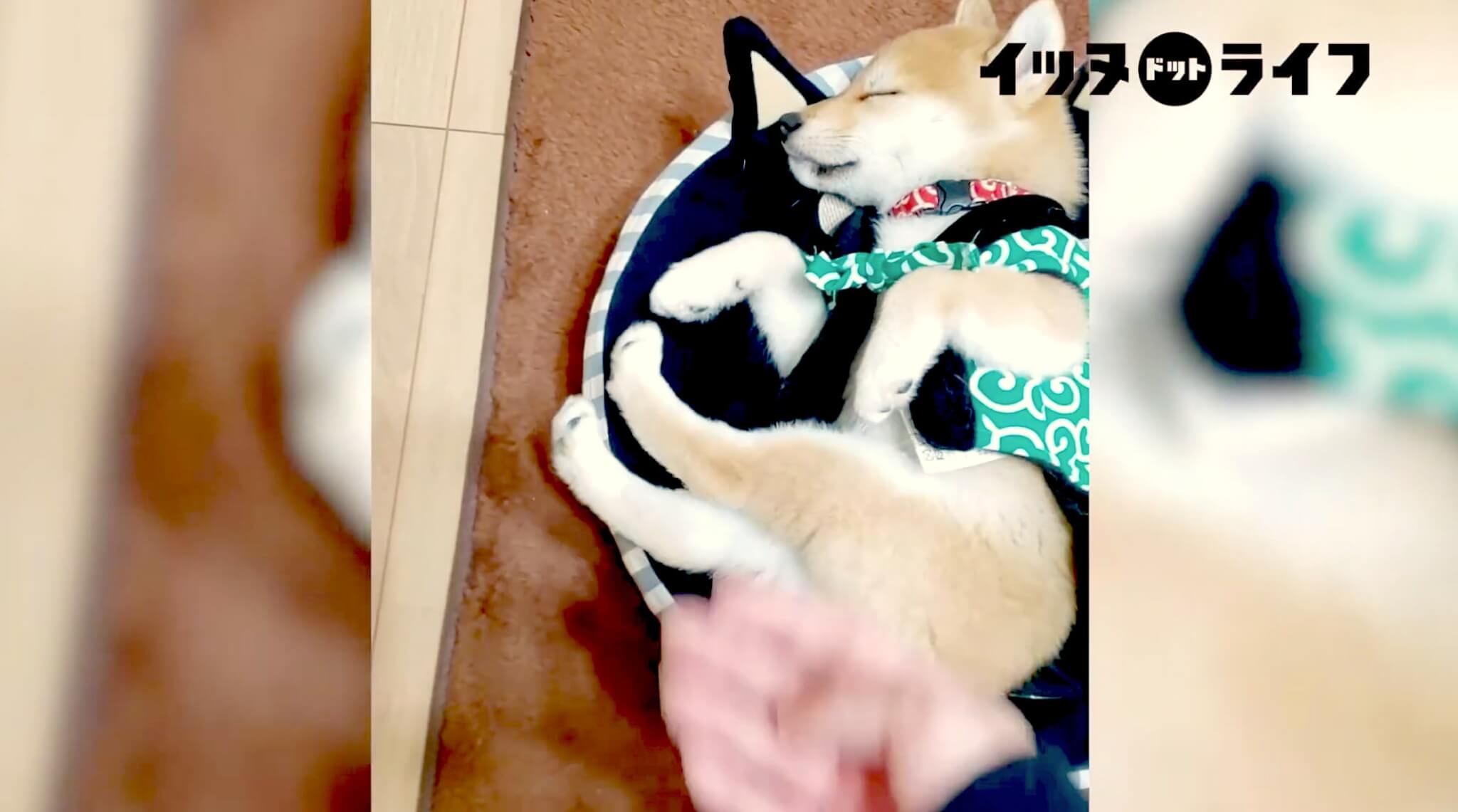 柴犬,動画,イッヌドットライフ