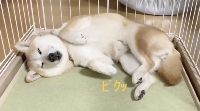 柴犬,Twitter