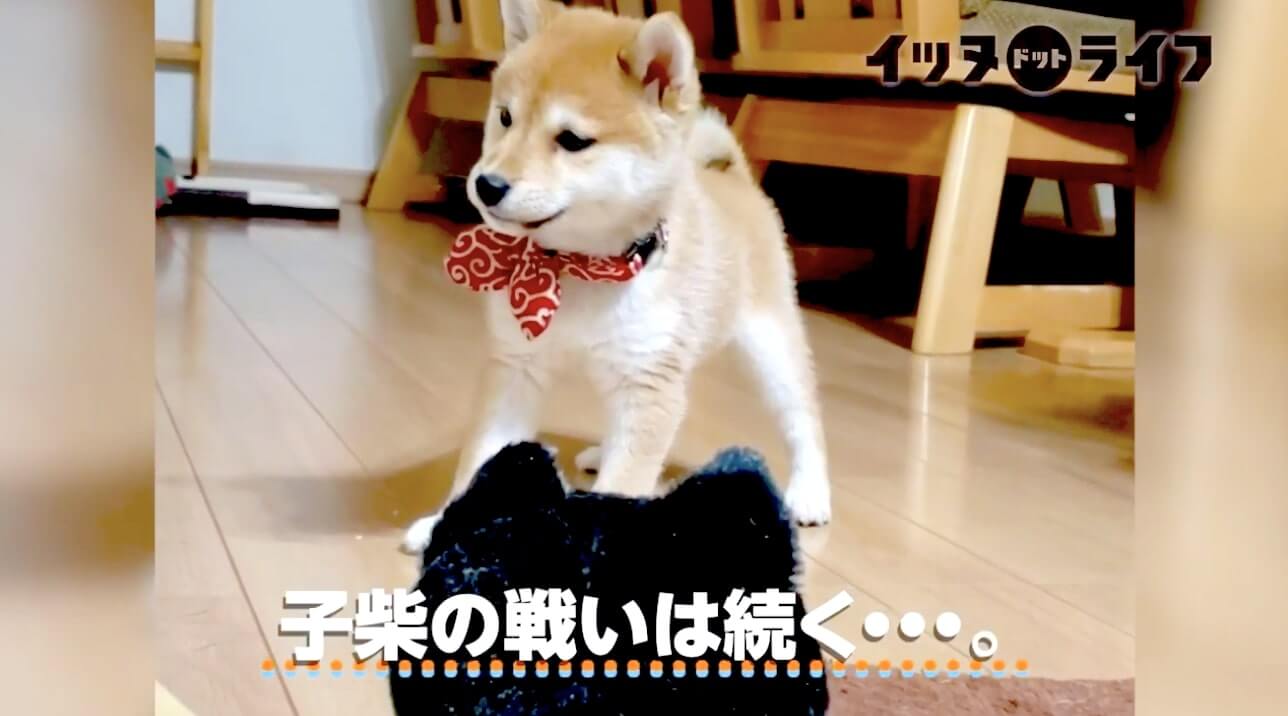 柴犬,動画,イッヌドットライフ