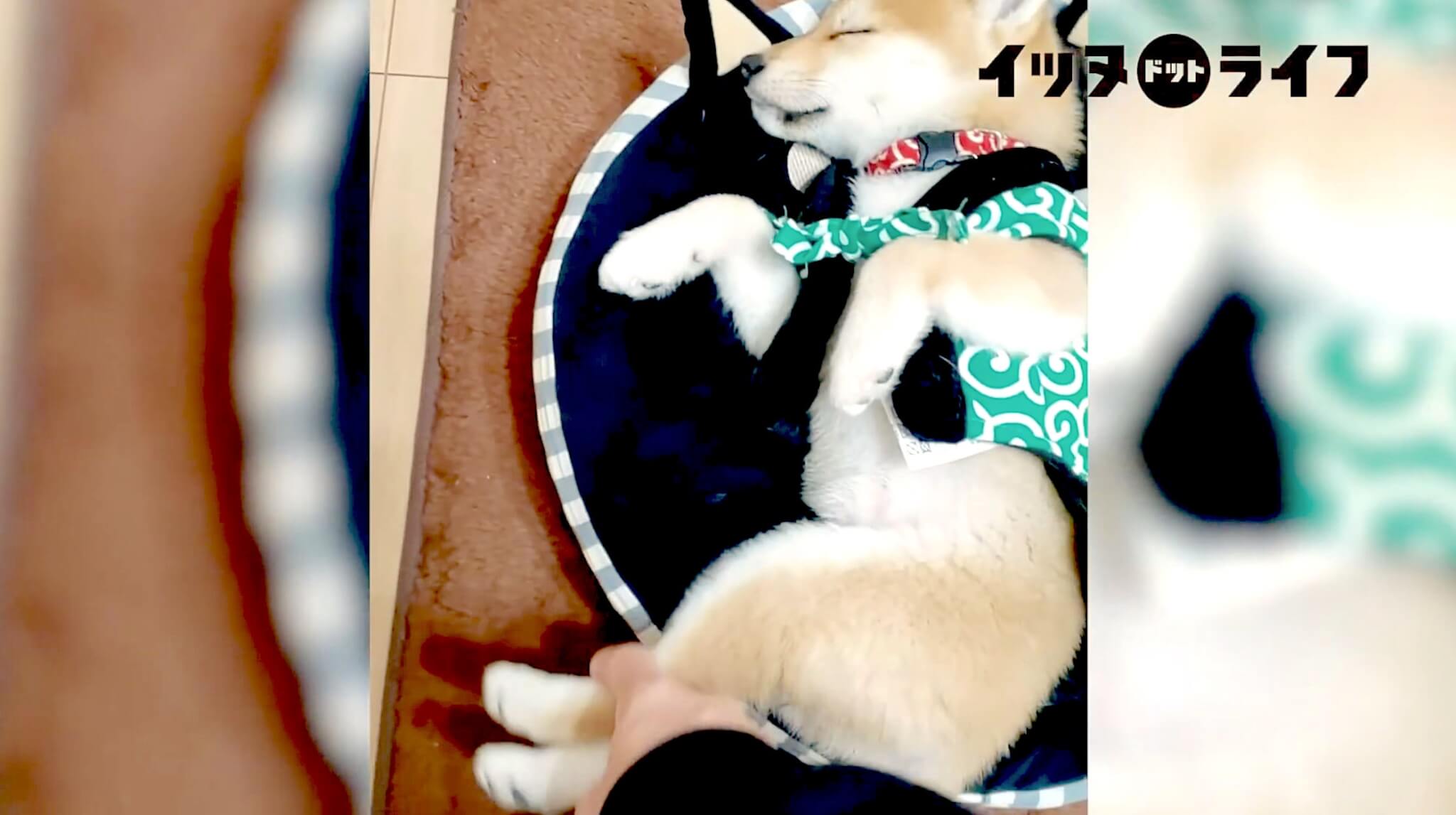 柴犬,動画,イッヌドットライフ