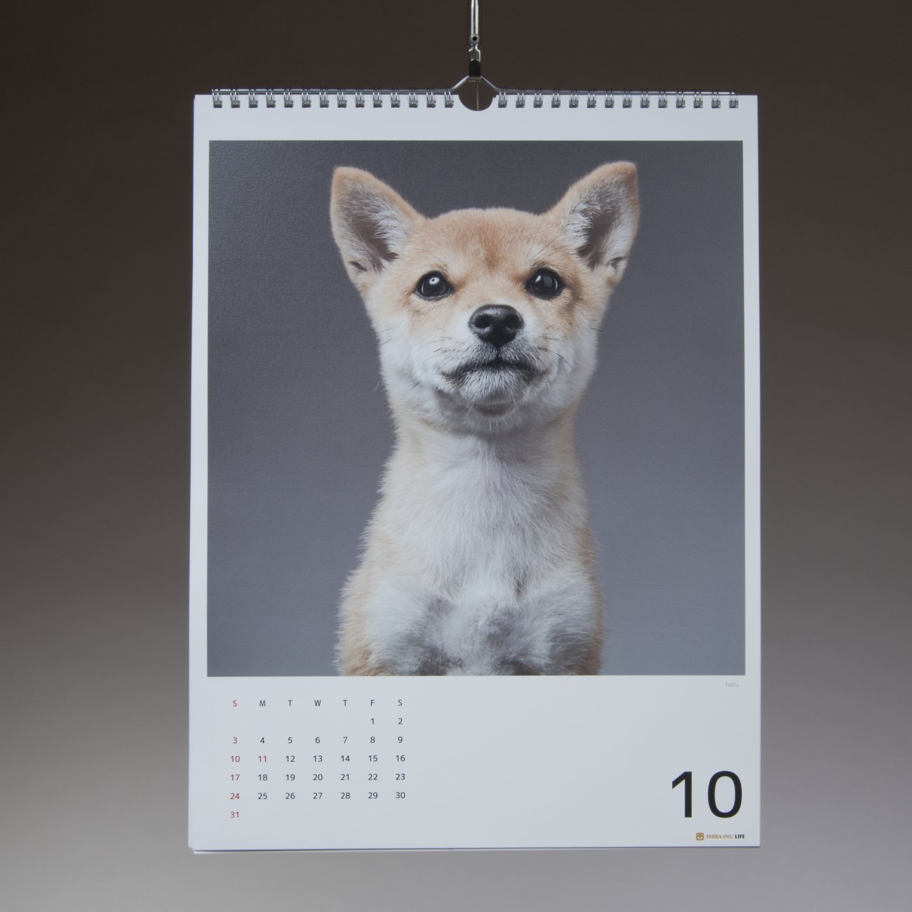 柴犬,カレンダー,内山慎吾