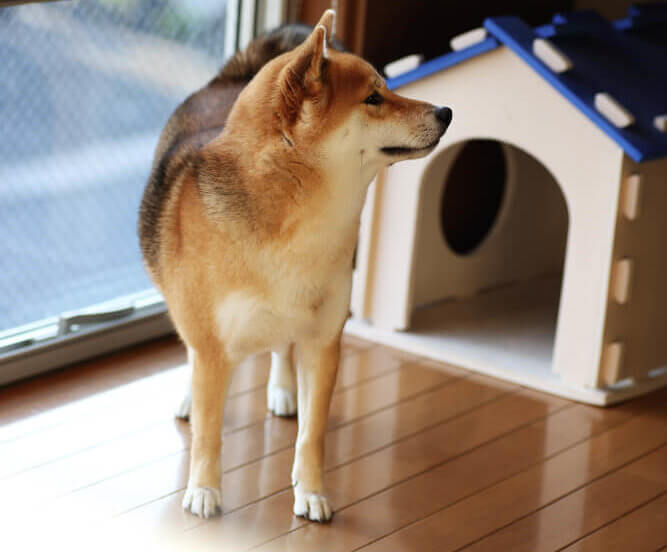柴犬