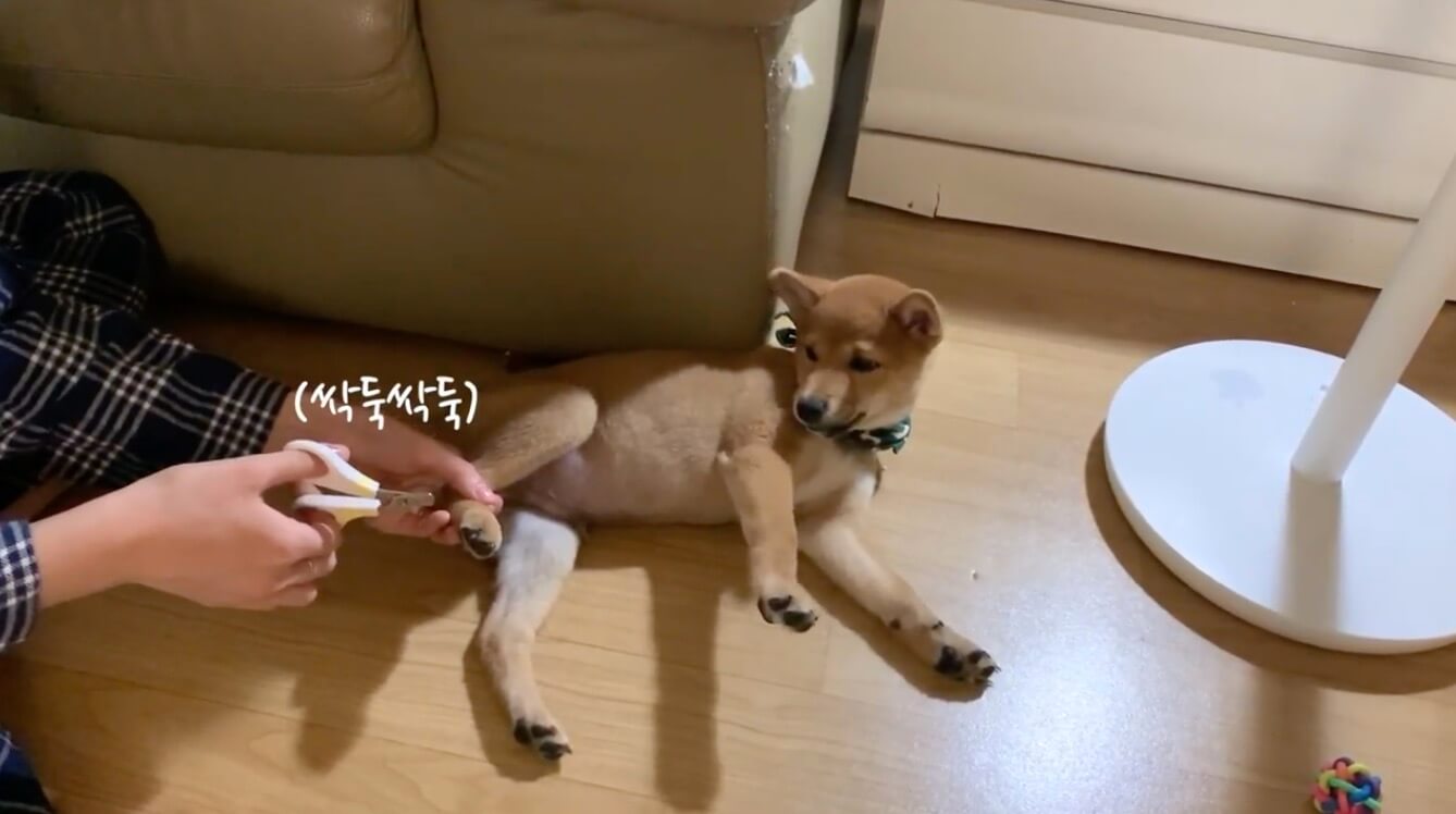 柴犬,YouTube
