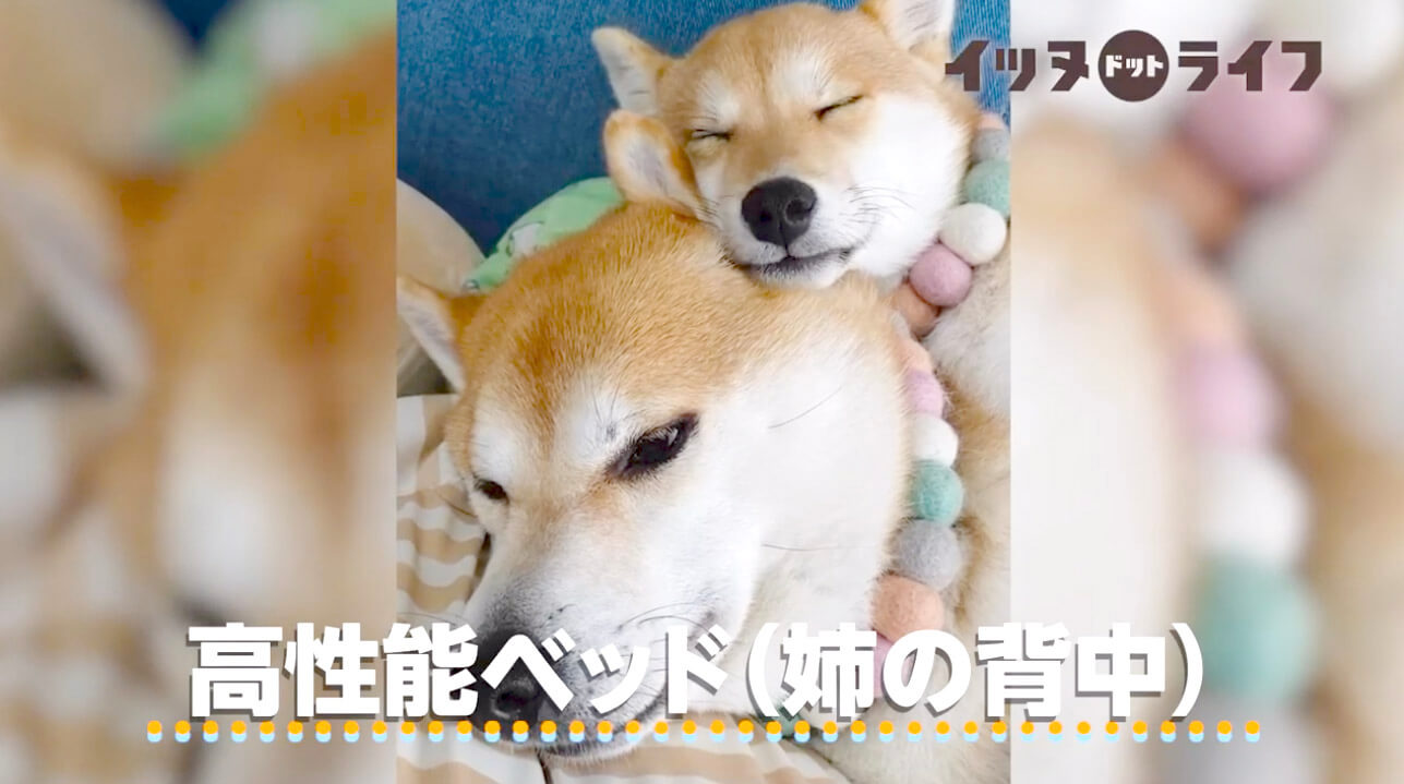 柴犬,動画,イッヌドットライフ