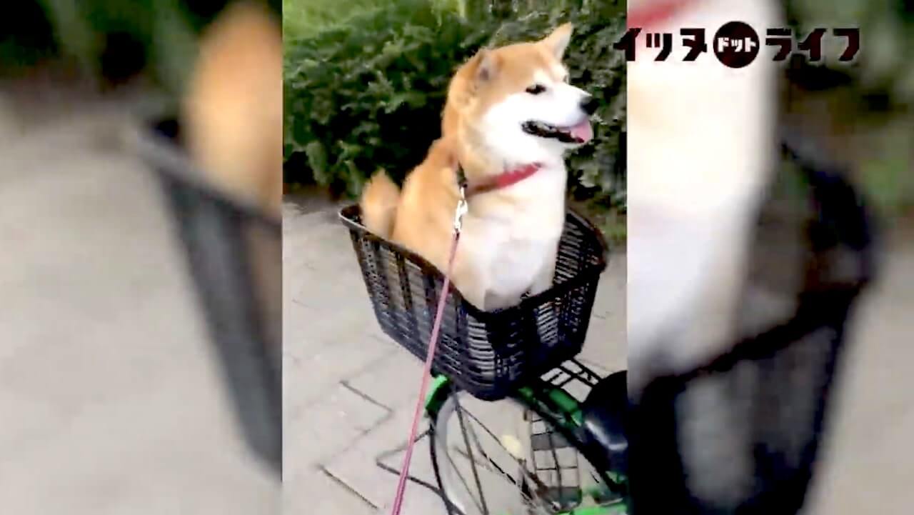 柴犬,YouTube