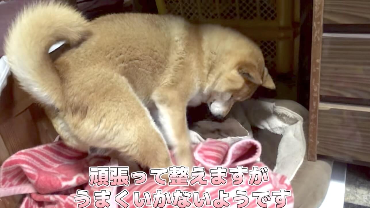 柴犬,YouTube