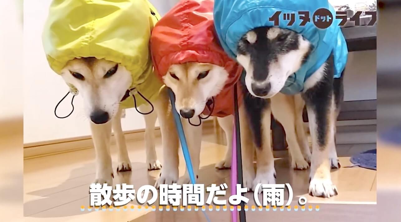 柴犬,動画,イッヌドットライフ