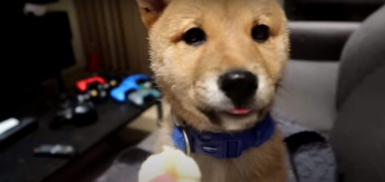 柴犬,YouTube