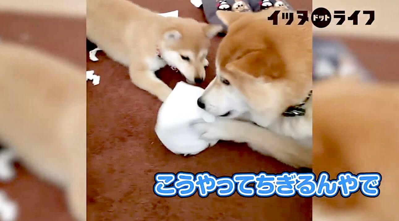 柴犬,動画,イッヌドットライフ