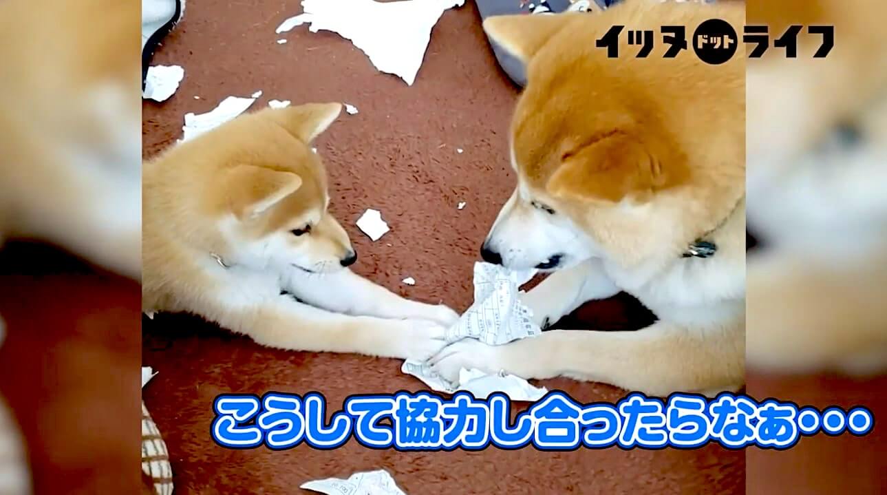 柴犬,動画,イッヌドットライフ