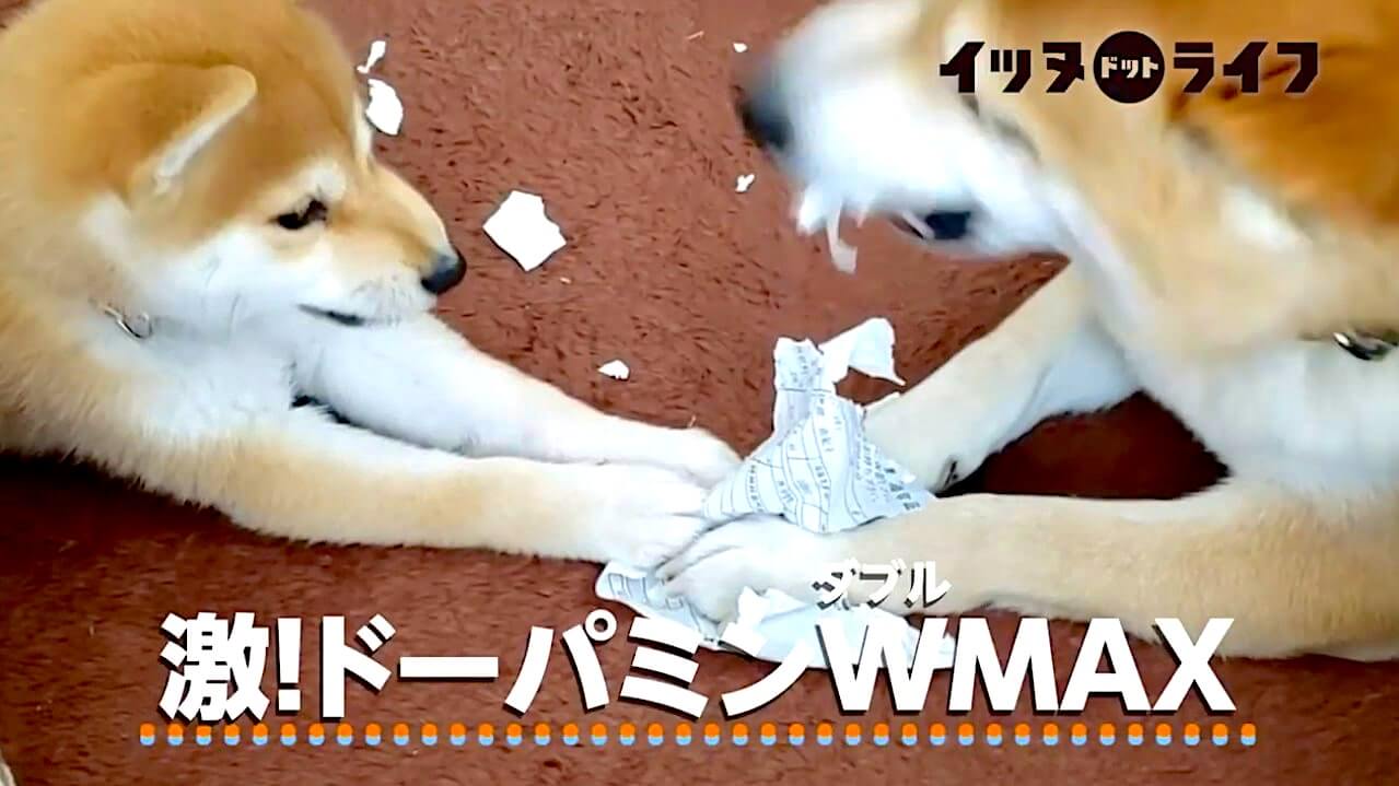 柴犬,動画,イッヌドットライフ