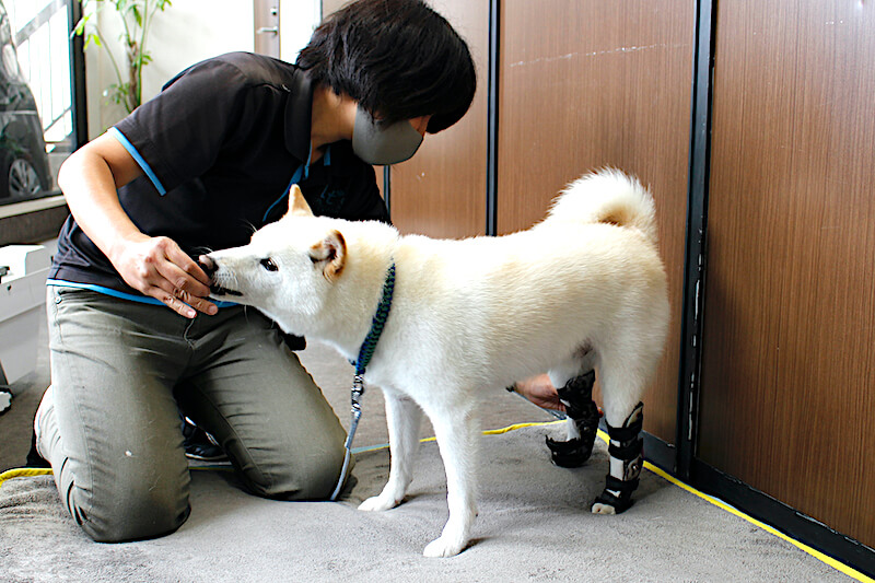 おやつをもらう柴犬
