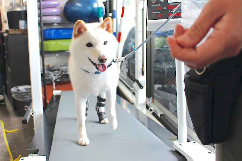 柴犬,トレッドミルをする柴犬