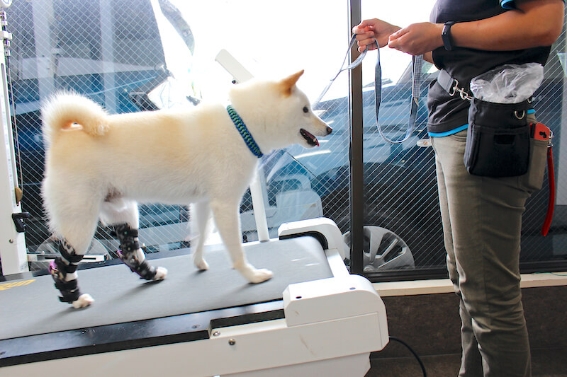 柴犬,トレッドミルをする柴犬