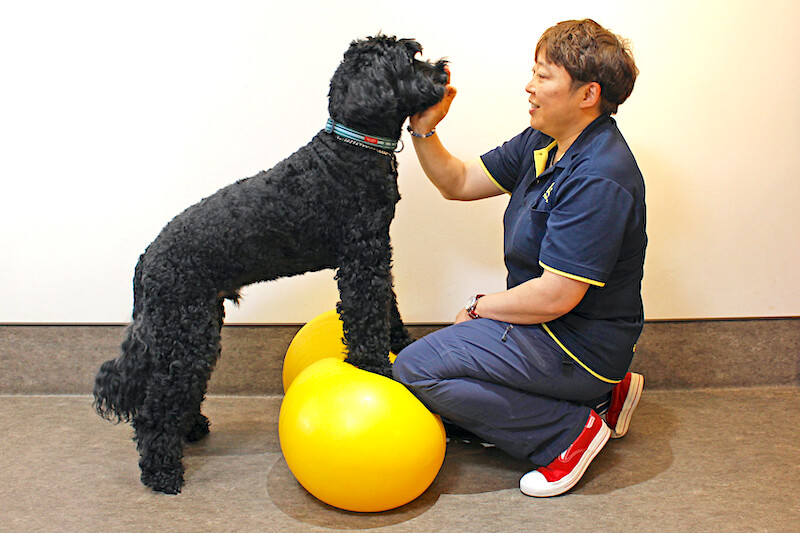 バランスボールに乗るプードル